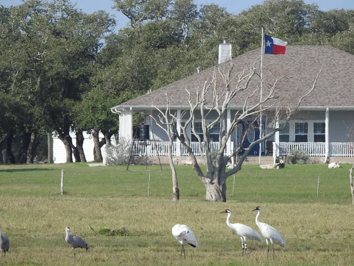 Endangered whooping cranes and a pair of sandhills stand in front of a Texas home in Rockport, TX. Photo by author December 2022.