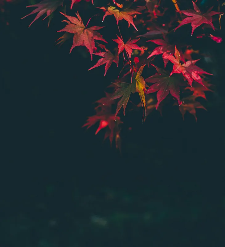 Autumn leaves hanging from a branch.