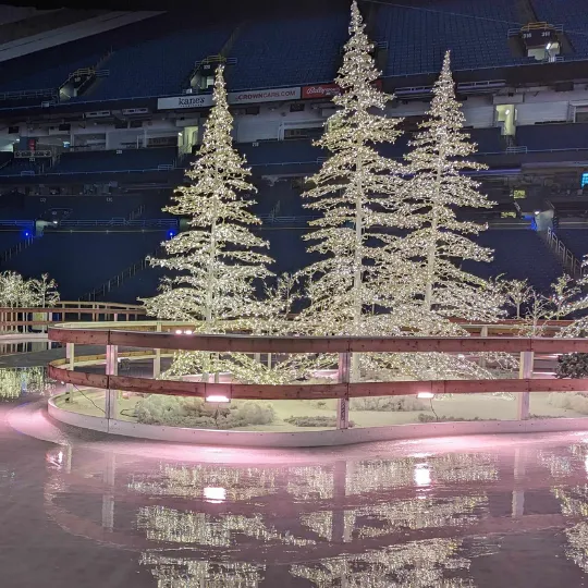 Evergreen trees at night surrounded by ice