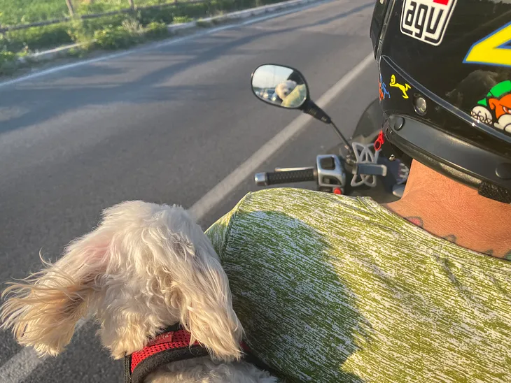 a man driving a vespa in italy with a tiny white poodle behind him. she looks into the mirror and you can see her face. traveling. italy. rimini. vespa.