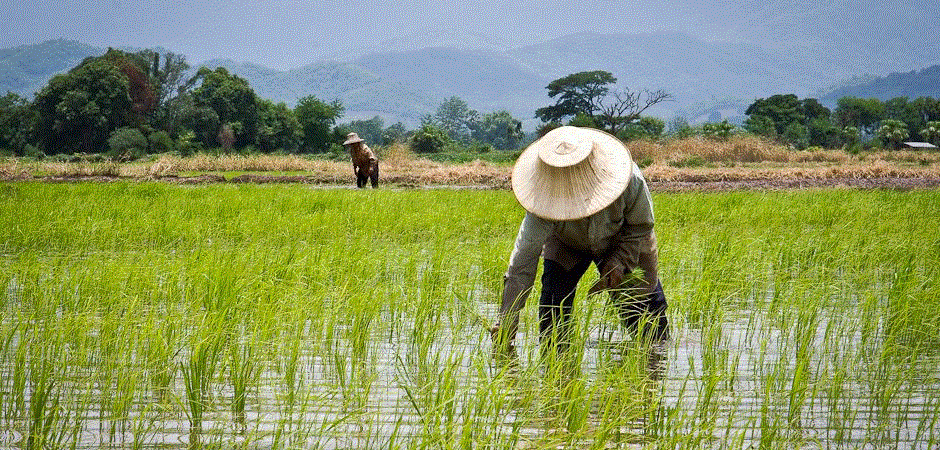 HOW TO START A RICE FARM IN NIGERIA