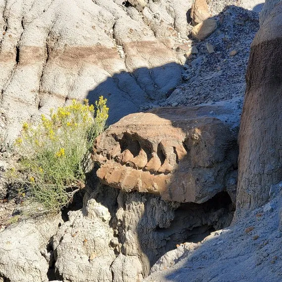 Museum of the Rockies Excavates Hadrosaur Fossil from Makoshika State Park