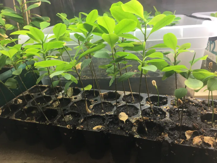 Coca plants Seedlings | Ubotany