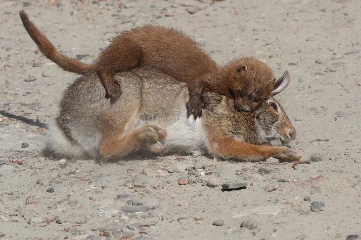 Death of a Rabbit