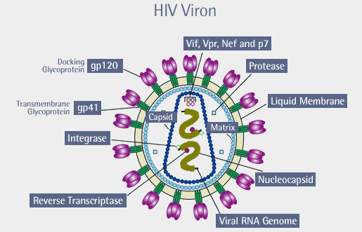 HIV-1 Resistant: The CCR5 Delta32 Dilemma And The Race To Create HIV Resistant Organism