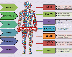 A Immune Body: |”The Human Microbiome: How Bacteria and Viruses Help Us Stay Healthy”