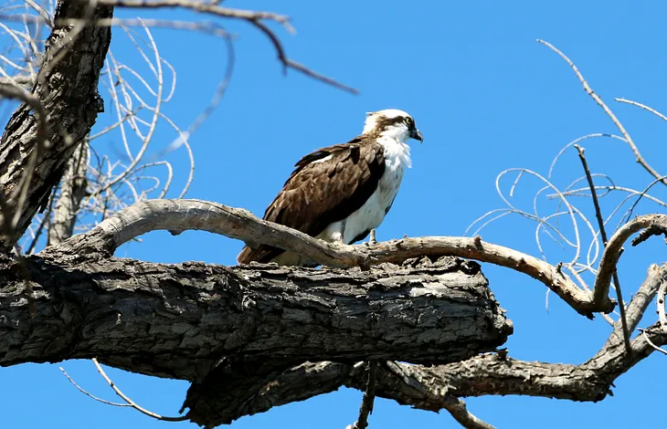 Birding Joy