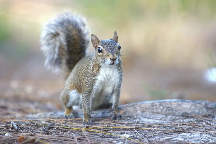 a squirrel