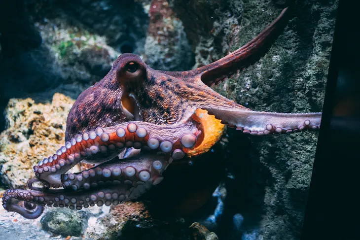 Recent Research Finds: Temperature-induced RNA editing in Octopuses