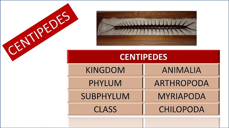 Centipedes — Tigers of the Insect World