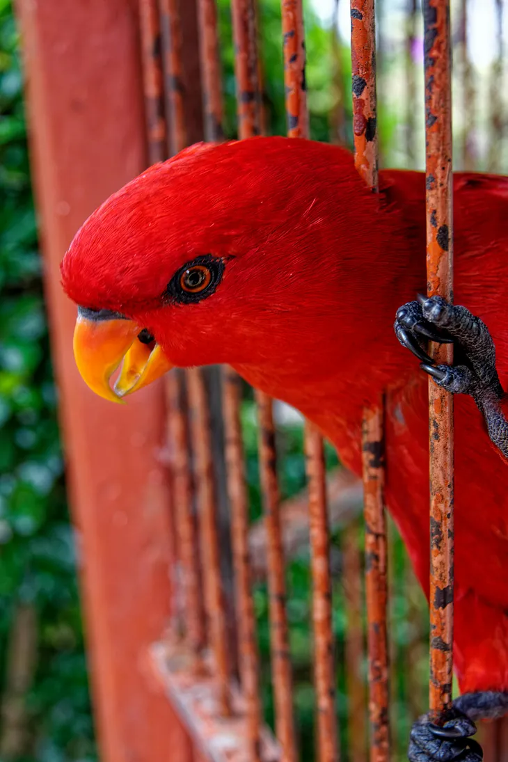 Silent Rebellion: A caged bird’s song of freedom