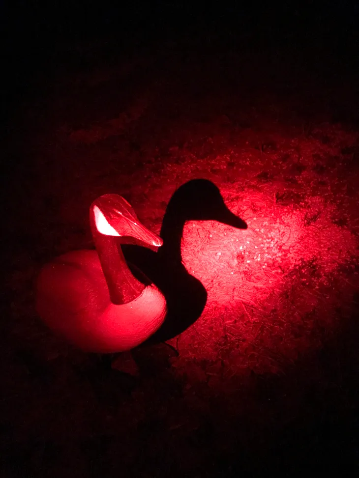 A goose decoy under in the spotlight of a red light in the dark