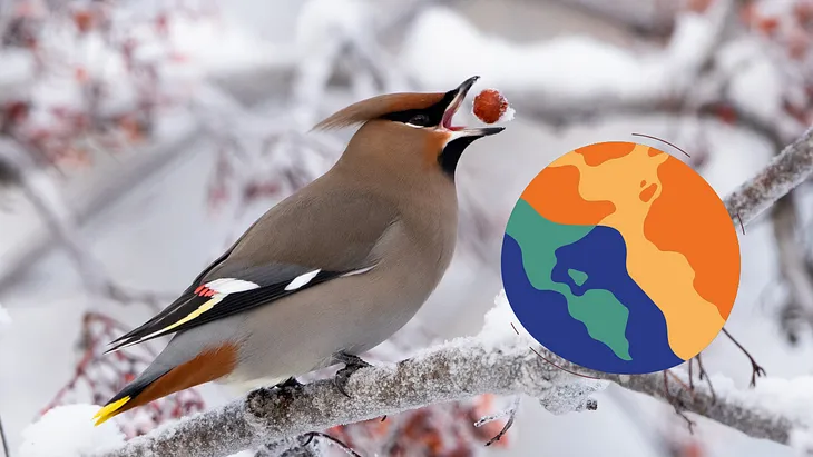 When Smart Birds Struggle: What Arctic Birds Taught Me About Climate Risk