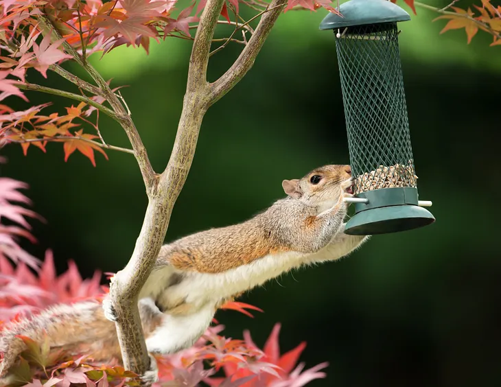 I Am the Squirrel in Your Yard & This is My Bird Feeder Era