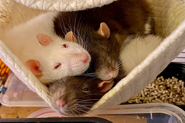 Does grief trigger an illness in pet rats…?!