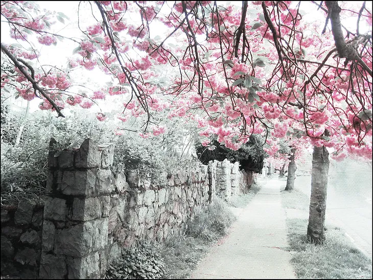 This is a beautiful, full pink tree atop a gray-stone wall…