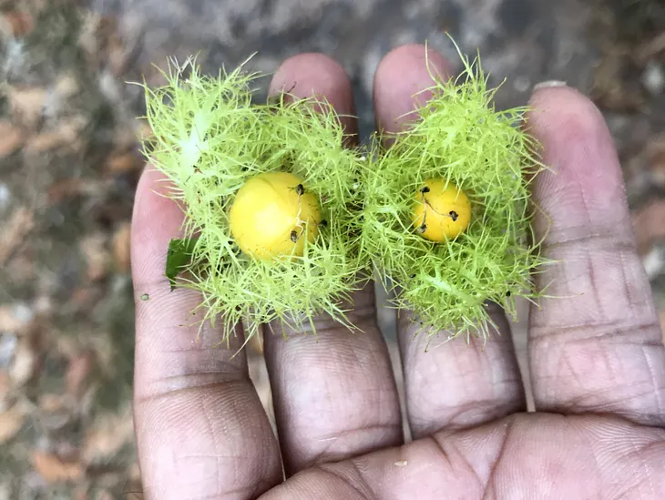 The Delicate Art of Saving Fart Fruits