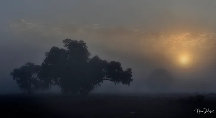 Waking up to Kangaroos in the Mist