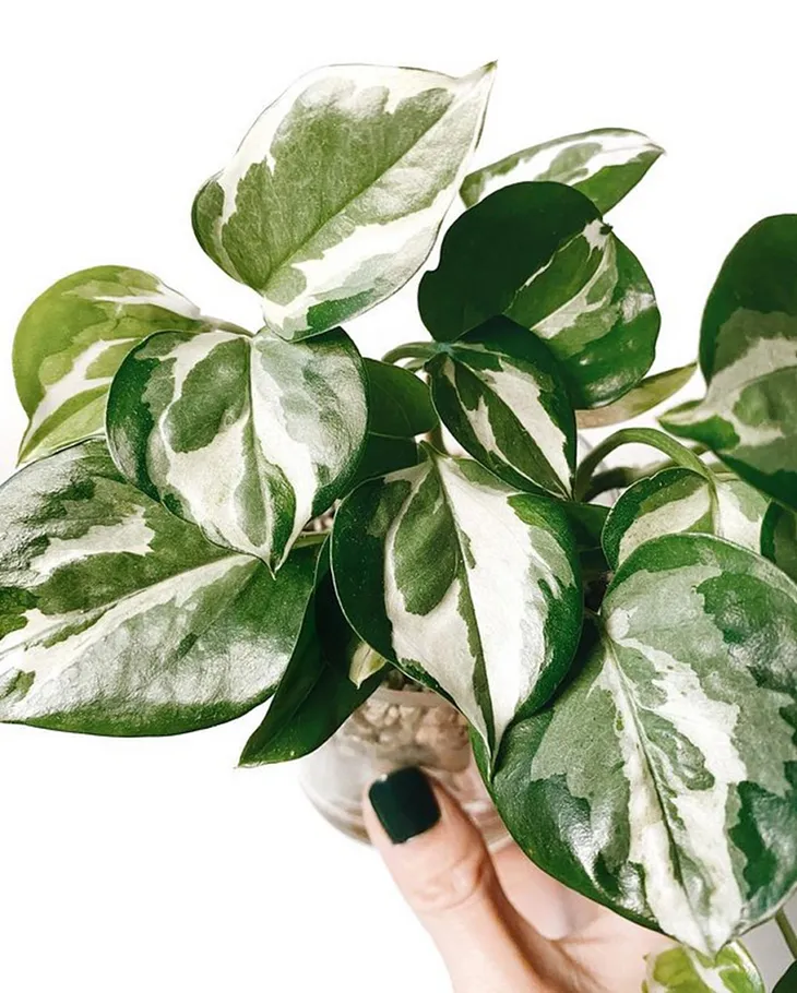 The Ultimate Guide to Growing Glacier Pothos: You Need To Know These Awesome Hacks!