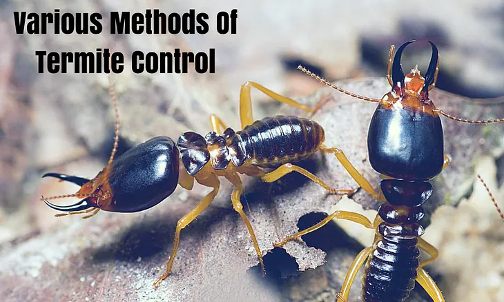 Various Methods Of Termite Control