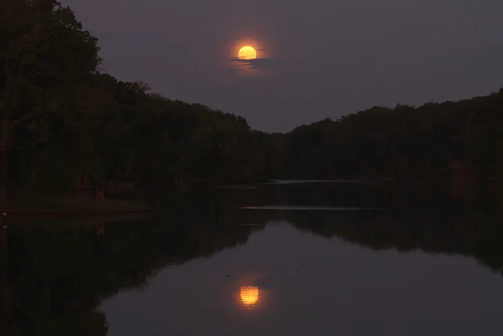 Moonrise Over a Living Forest