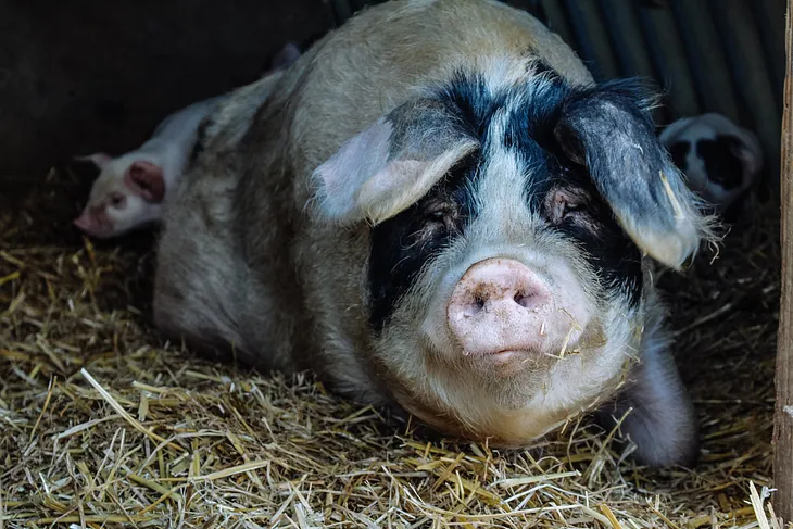 Meet the cook and butcher who took on a Cotswold farm.