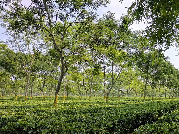 The Canopies of our Tea Farms