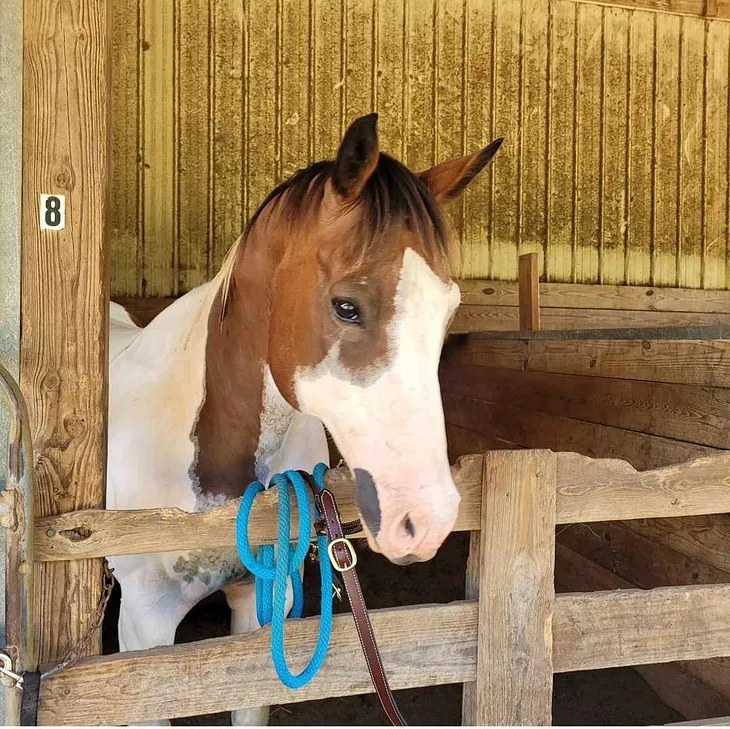 Meet Huey the Equine Assisted Horse
