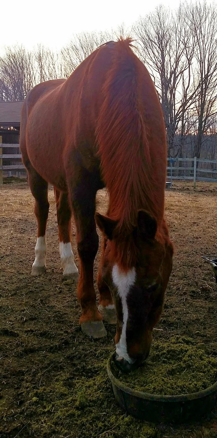 Dandelions & Buttercups: May Brings Wonderment & Worry When You Adore Your Horse