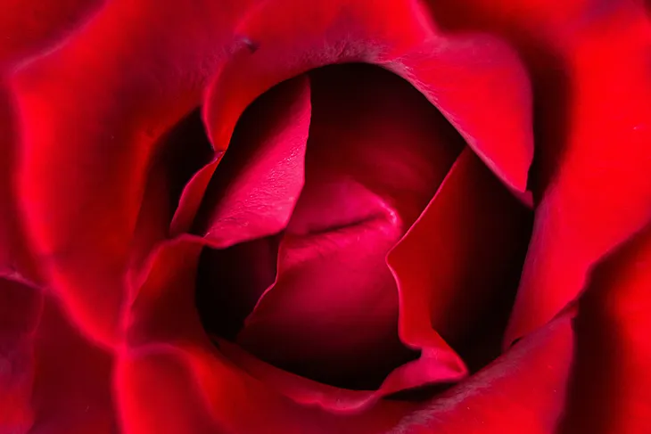 A close up of the heart of a deep red rose
