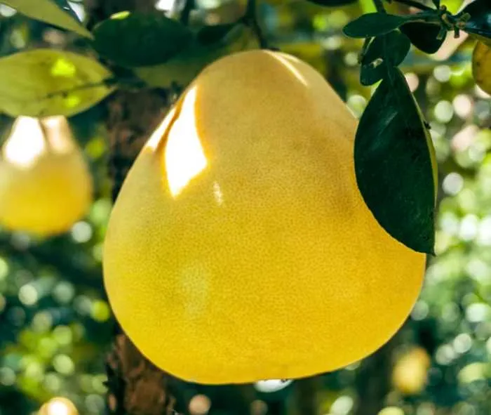 The pomelo is a citrus fruit that can be grown in Asia