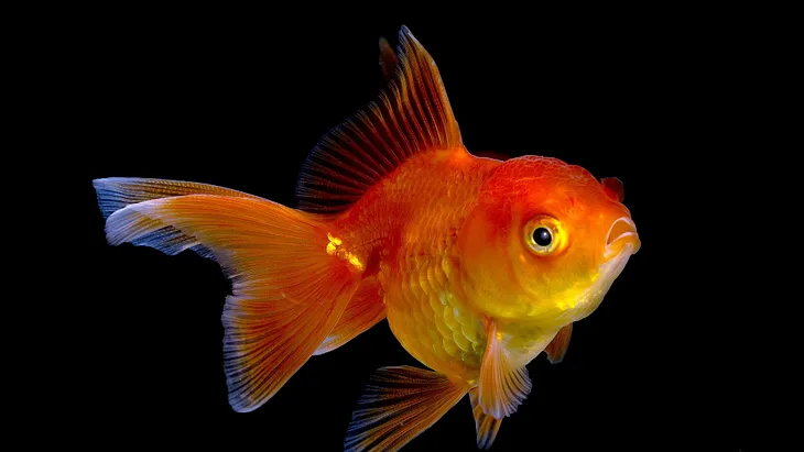 Standard Goldfish