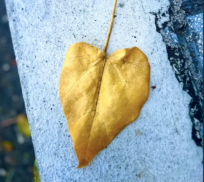 Finding Hope in the Beauty of Nature