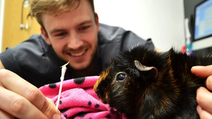 Rory the vet in background with a Guinea Pig in foreground. Rory is holding a cotten bud with something on it.