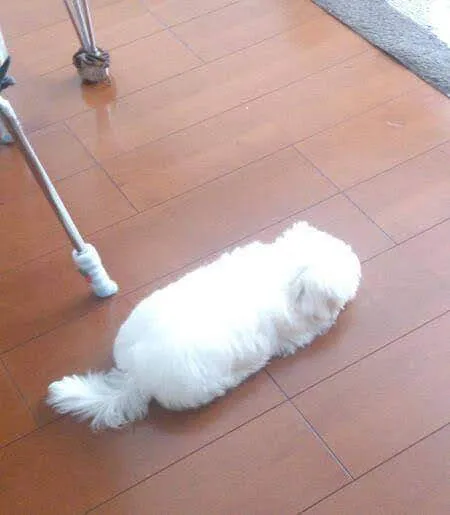 [Figure1: Super adorable mop dog living in Sendai, Japan]