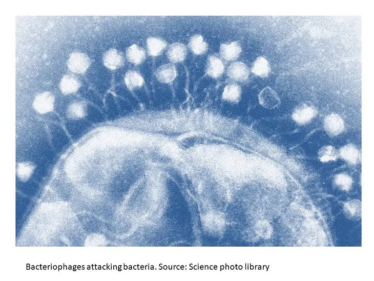 Phage therapy: A solution to Antibiotic Resistance dilemma