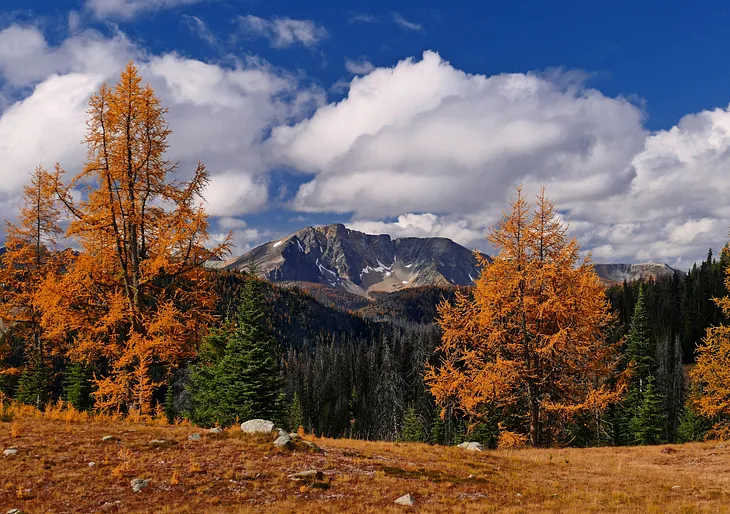 Two western hemlock, bright orange in autumn colors, in the foreground, with a rocky mountain peak in the background