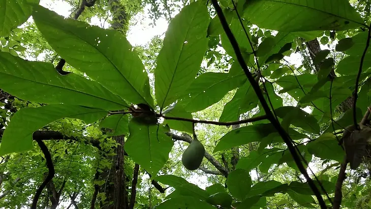 It’s PawPaw Season