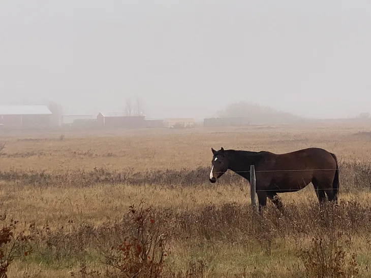 The Many Colors of a Canadian Prairie Fall