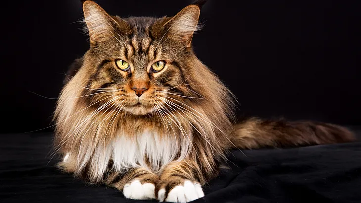 Best Reasons to Get a Maine Coon Cat