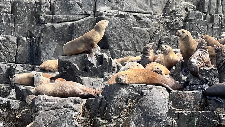 Marine Life I Saw in Tasmania