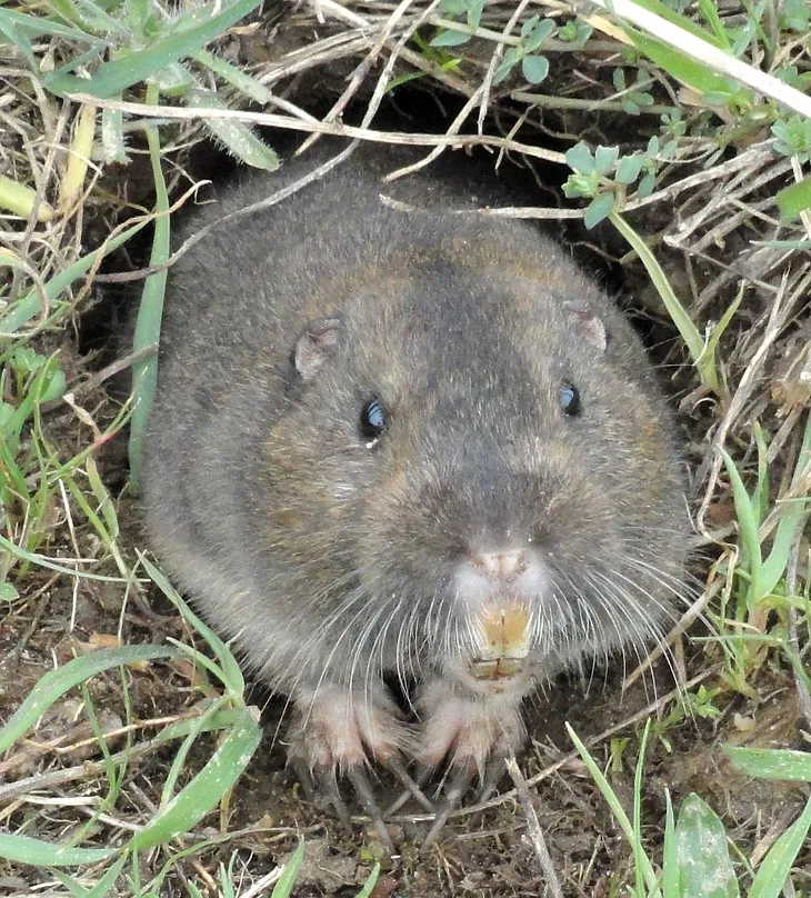 A Conversation with a Gopher