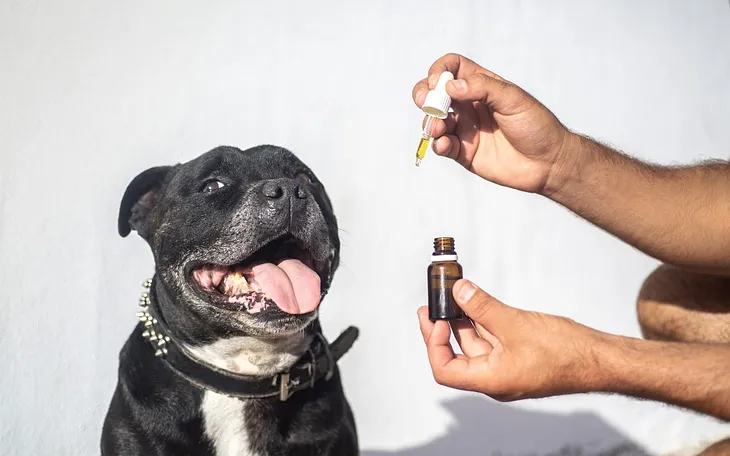 Is CBD Oil Safe For Pets? Or Harmful?