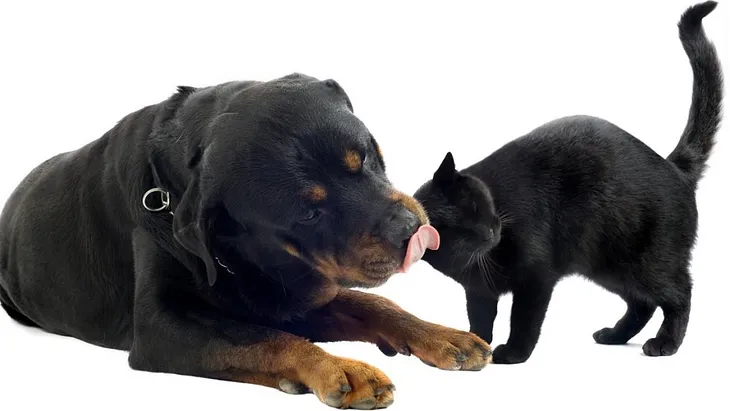 black dog and black cat syndrome