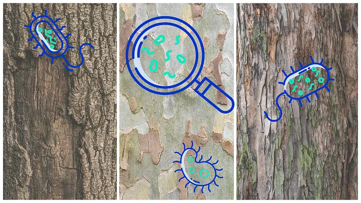 Three-panel illustration depicting close-up views of tree bark with superimposed illustrations of microbes. The left and right panels show tree bark with cartoon microbes, while the center panel features a magnifying glass focusing on microbial activity on tree bark, emphasizing the role of these microbes in methane removal from the atmosphere