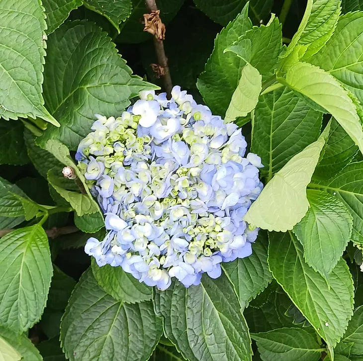 There is a Special Story Behind My Two Hydrangeas