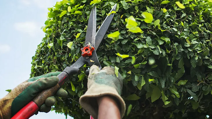 Pruning for more fruiting