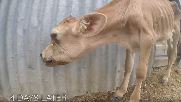 The Beef Industry in Texas