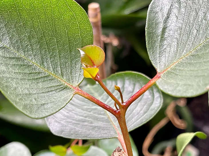 Joy in My Tiny Garden.