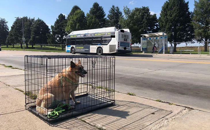 I Brought My Dog On The Bus In A Cage; It Was Really, Really Stupid.